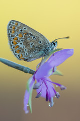 Photo of butterfly (Polyommatus icarus) on flower. with a yellow background.