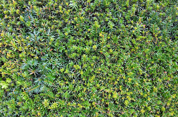 green leaves on the bush texture background