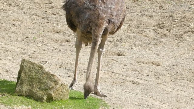 Long necked ostrich picking foods on the ground. The ostrich or common ostrich is either one or two species of large flightless birds native to Africa  