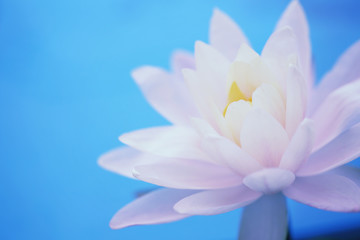 Lotus flower in close up