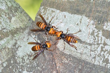オオスズメバチ