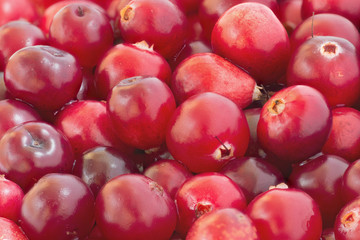  Cowberry foxberry berries
