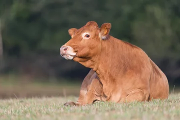 Crédence en verre imprimé Vache Cow from French Limousin