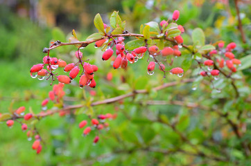 Obraz premium Bunches of red barberry with raindrops at the end of summer season. Fresh organic berries with green leaves in village garden. Seasonal fruit, fall harvest and medicinal plant concept.