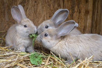 little rabbits eating grass