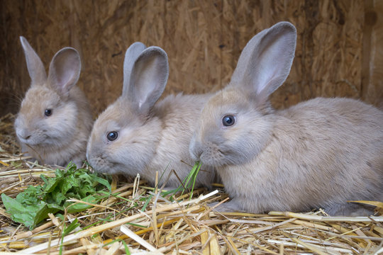 little rabbits eating grass