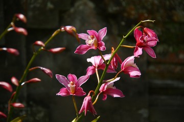 Beautiful pink orchid flowers in branches
