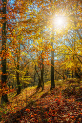 Obraz premium forest in red foliage on sunny autumn day