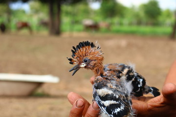 Baby common hoopoe in care taker'shands