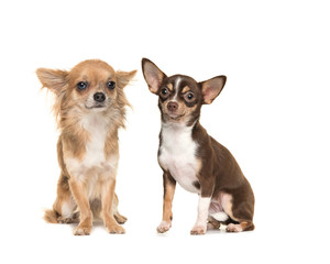 Two chihuahua dogs one long haired one short haired, both sitting and facing the camera isolated on...