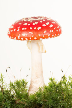 Total view of a red and white fly agaric toadstool with green moss on a white background