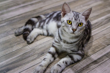 Cat looking in close up