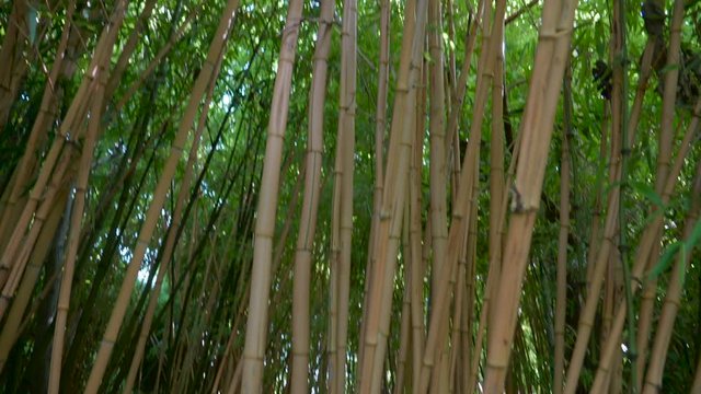 Tall bamboo trees in the small forest. a giant woody grass that grows chiefly in the tropics where it is widely cultivated.