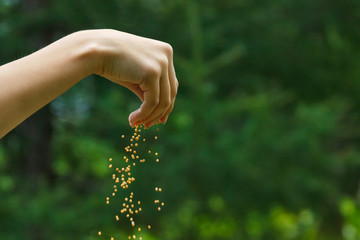Seeds falling from a hand on green background