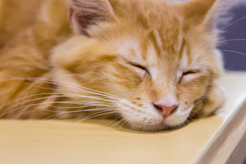 Cat sleeping in close up