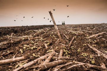 Field at fall time.Tractor plowing.