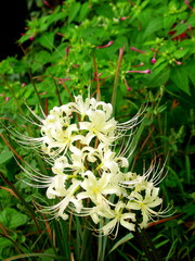 白い彼岸花と白粉花