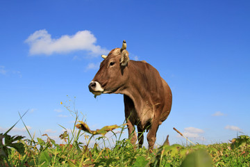 Kuh auf Allgäuer Wiese - Glückliches Braunvieh