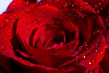 close up macro shot of a red rose