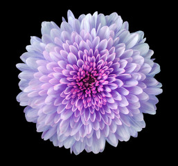 purple-pink-blue flower chrysanthemum, garden flower, black  isolated background with clipping path.  Closeup. no shadows. pink centre. Nature.