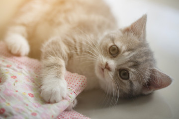 Fototapeta na wymiar Lovely tabby scottish fold kitten lying on the floor