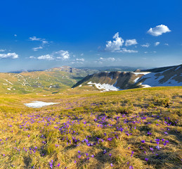 glade in mountains from tseta crocuses