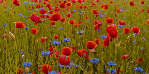 Wildflowers poppies,panorama