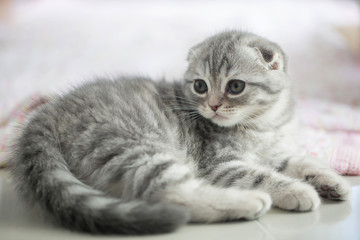 Naklejka na ściany i meble Lovely tabby scottish fold kitten lying on the floor