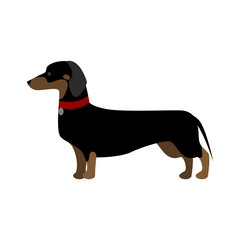 Isolated dachshund dog. Isolated purebred dog standing on white background.