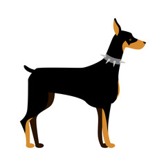 Isolated doberman dog. Isolated purebred dog standing on white background.