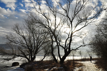 Winter landscape bare tree