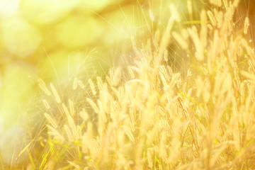 Grass flower at sunset