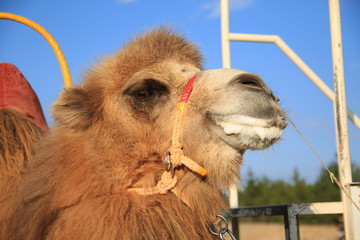camel