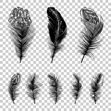 Set of cute feathers silhouettes.