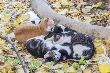 Set of cats curled up sleeping together for warmth