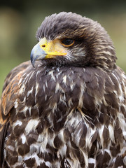 Ave rapaz águila real