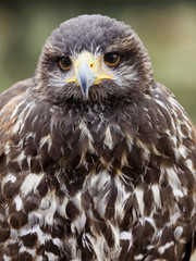 Ave rapaz águila real