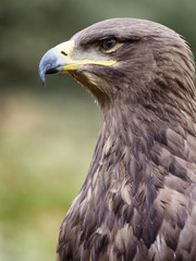 Ave rapaz águila real