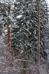 Pine and firtree forest in winter.