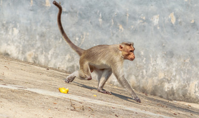 Asian wild big monkey © mowli