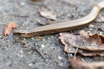 Slow-worm in autumn Nature