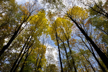 Obraz premium Beautiful autumn Forest in south Bohemia, Czech Republic