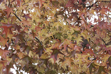 Branches of leaves