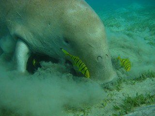 Dugong