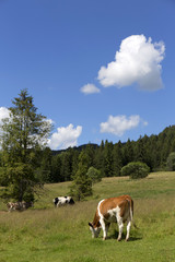 Fototapeta na wymiar Cows in the clear Nature, Slovakia