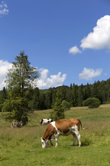 Fototapeta na wymiar Cows in the clear Nature, Slovakia