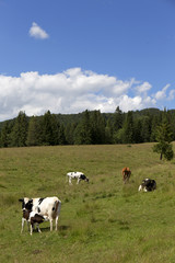 Naklejka premium Cows in the clear Nature, Slovakia