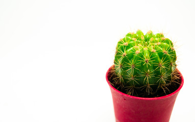 Small cactus in a pot of pink