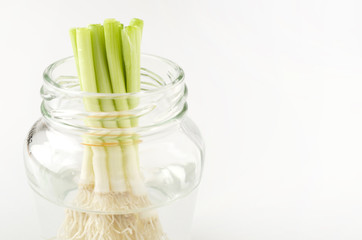 リボーンベジタブル「再生野菜」ネギ