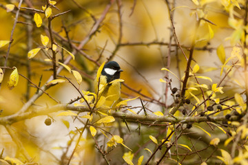 Taljoxe sittandes i en slånbärsbuske